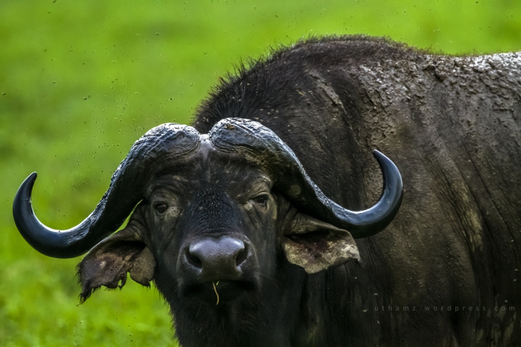 Portrait of a wild buffalo 